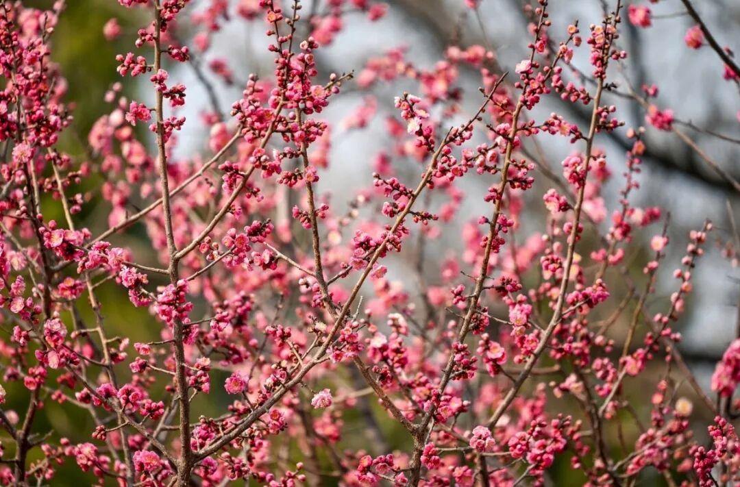 组图摄影:邵凯 2026年2月拍摄