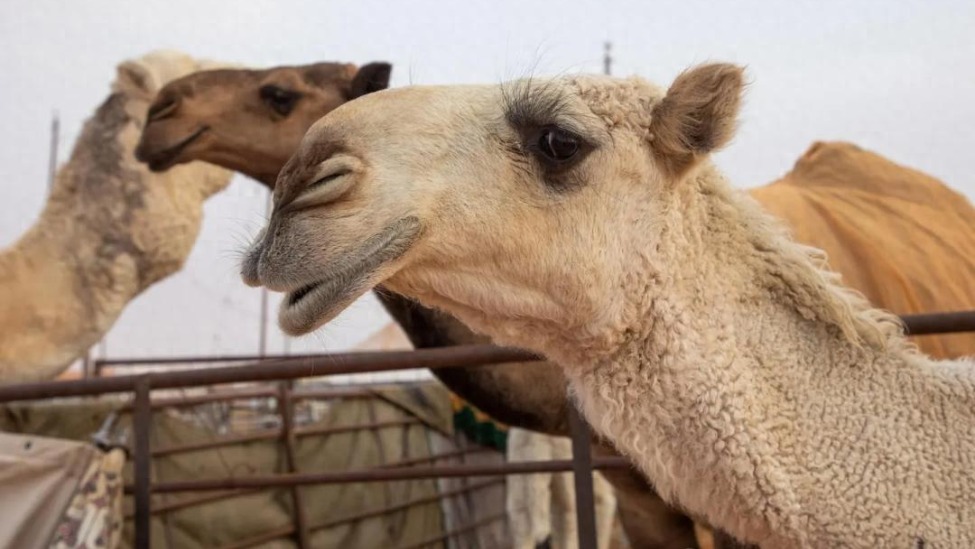 20头整容骆驼参加选美节被抓包，组织者：严厉处罚相关责任人