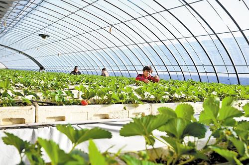 近日，在永清县海泽田现代农业园区，农民管护基质栽培架上的草莓。（本报资料片）本报记者 赵永辉摄