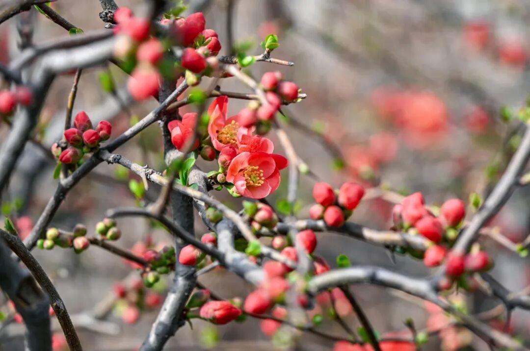 组图摄影:邵凯 2026年2月拍摄