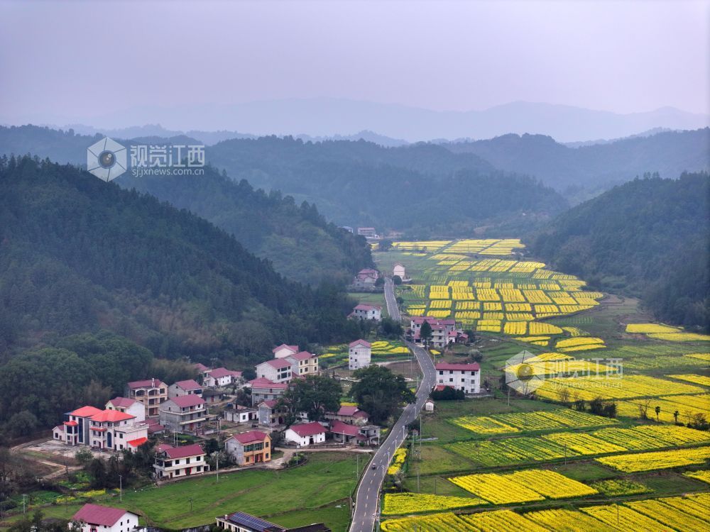 2026年3月6日,江西省吉安市泰和县水槎乡乐群村油菜种植基地,油菜花竞相绽放,与大山、农舍相映成景,壮美如画。江西泰和县水槎乡利用高标准农田发展油菜种植产业,助力农民增收致富,推动乡村振兴。