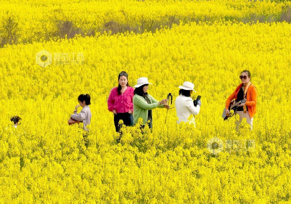 江西分宜：油菜花海赏春光（图）