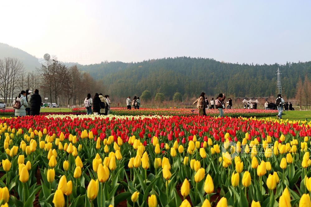江西南昌：百万株郁金香迎春盛开（图）