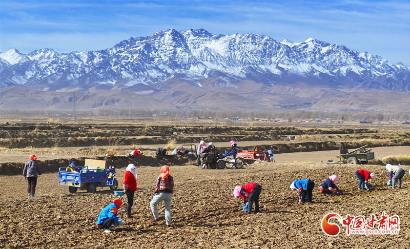 蒜农们抢抓春耕关键期种植紫皮大蒜