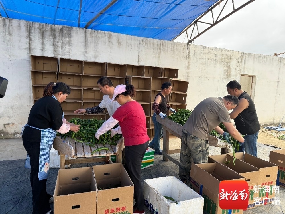 在收购点,村民打包泡椒。记者 程小丹 摄
