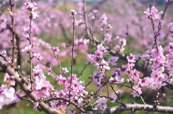 春来大别山、春游来六安——春风传信，花开满皖西
