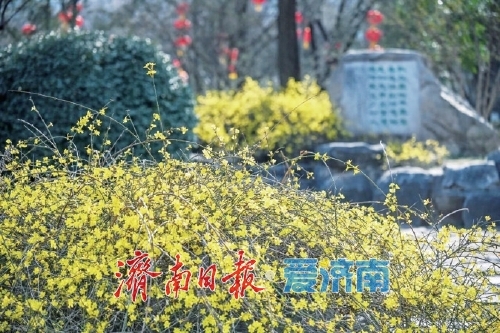 迎春花