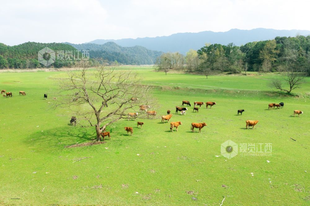 3月10日，江西省泰和县桥头镇南车水库库尾绿草茵茵，成群的黄牛在草地上悠闲觅食、嬉戏打闹。