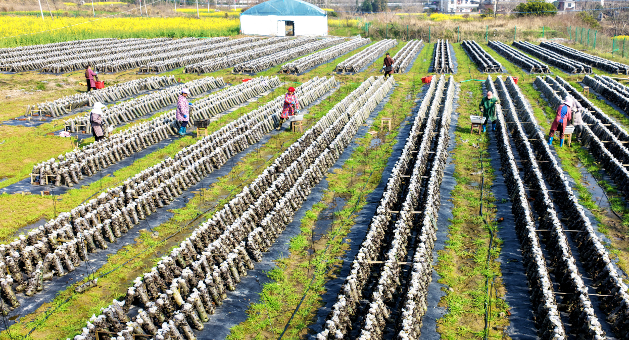 九江湖口：菌香满田垄 增收富农家凤凰网江西_凤凰网