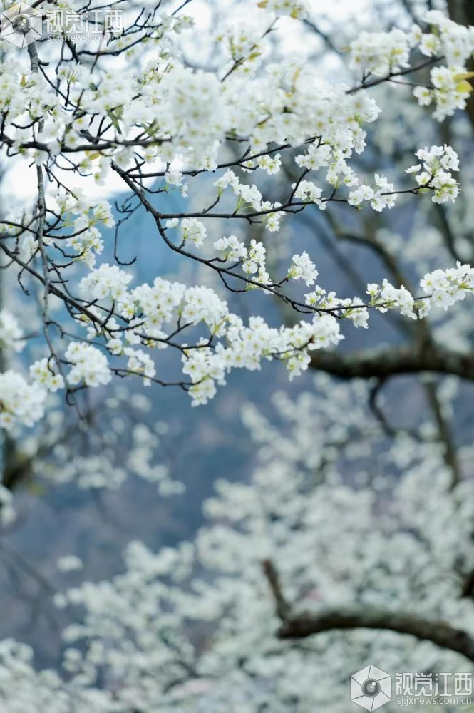 3月11日，江西省吉安市永新县禾川镇东里村，盛放的梨花缀满枝头，洁白素雅的花朵层层叠叠，尽显春日乡村的生态之美与盎然生机。