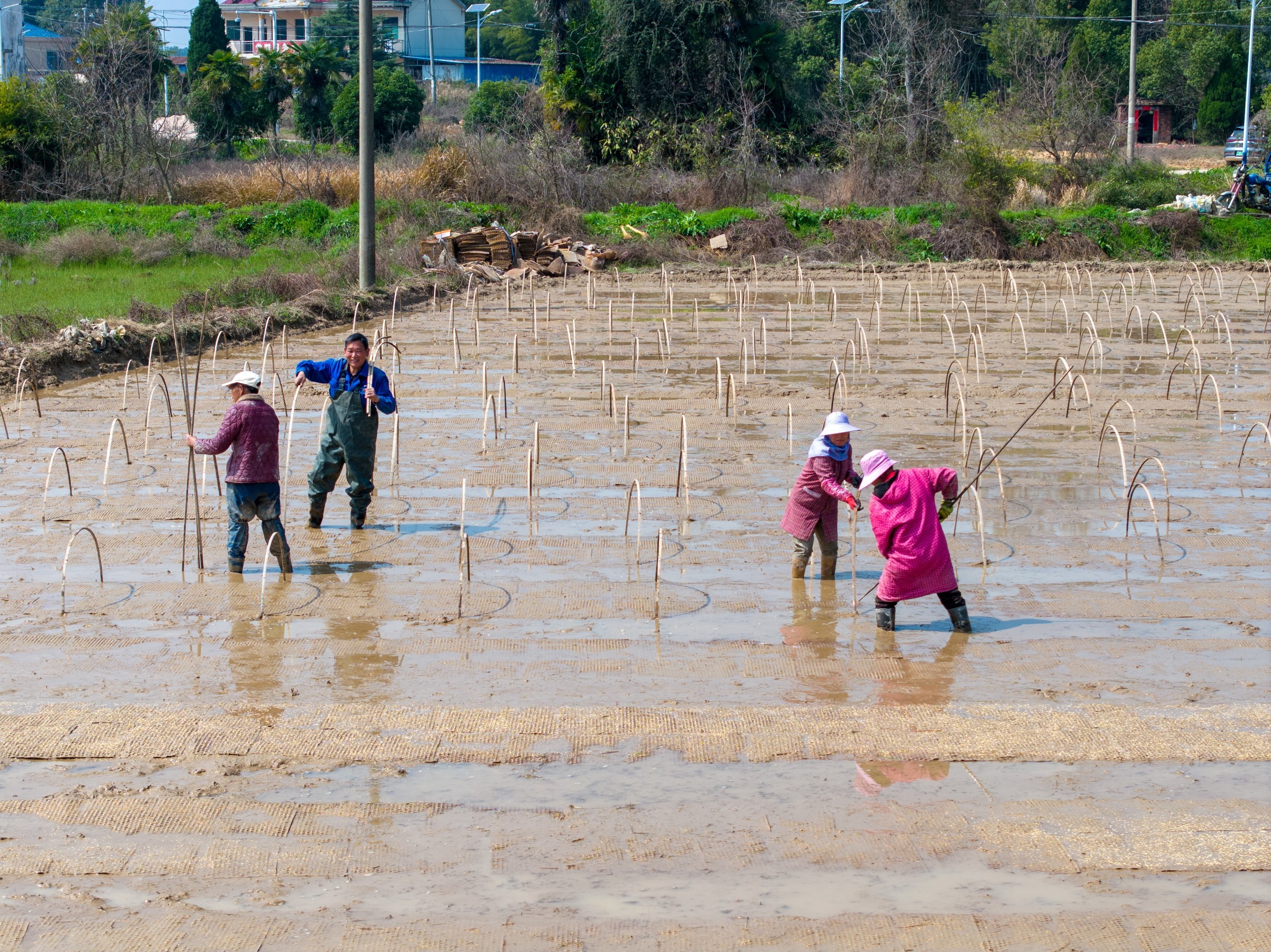搭棚、撒种、育秧，金溪田间奏响“春耕曲”