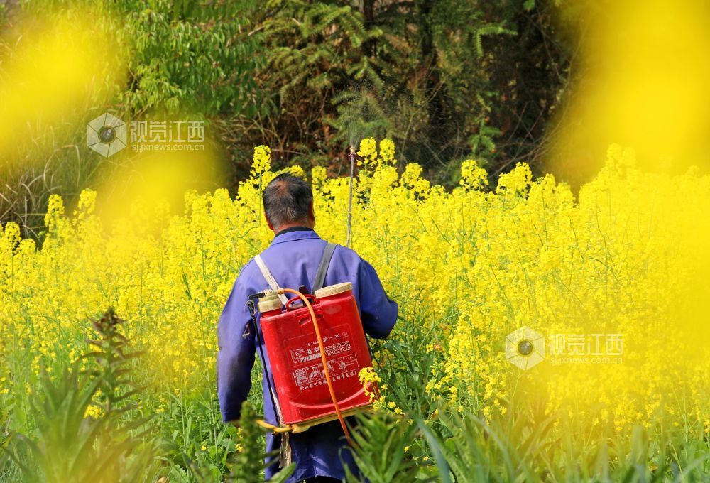 江西泰和：油菜春管忙（图）