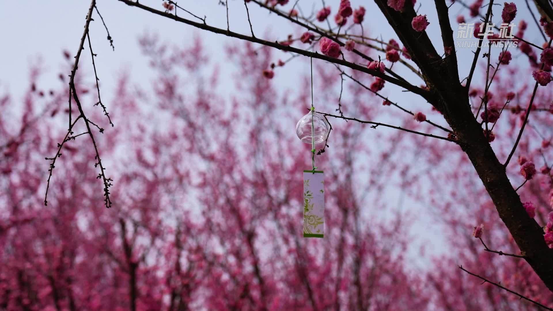 西安鄠邑：春日赏花正当时
