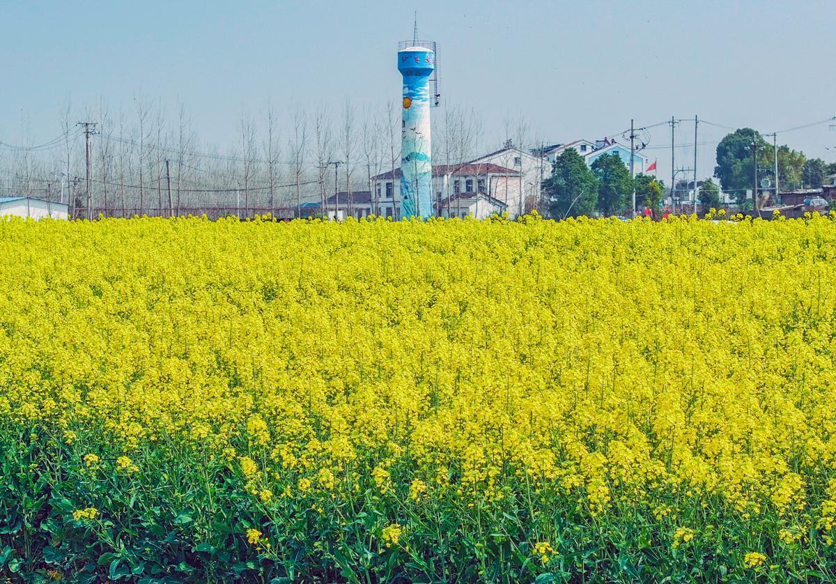 油菜花的高光时刻来啦！武汉已铺上一片片金灿花毯