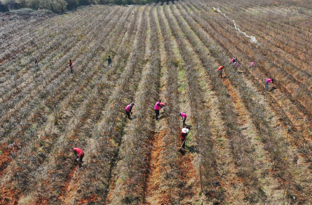 江西东乡：蓝莓基地管护忙