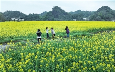 游客在湘东区东桥镇茶红村油菜花海中拍照。