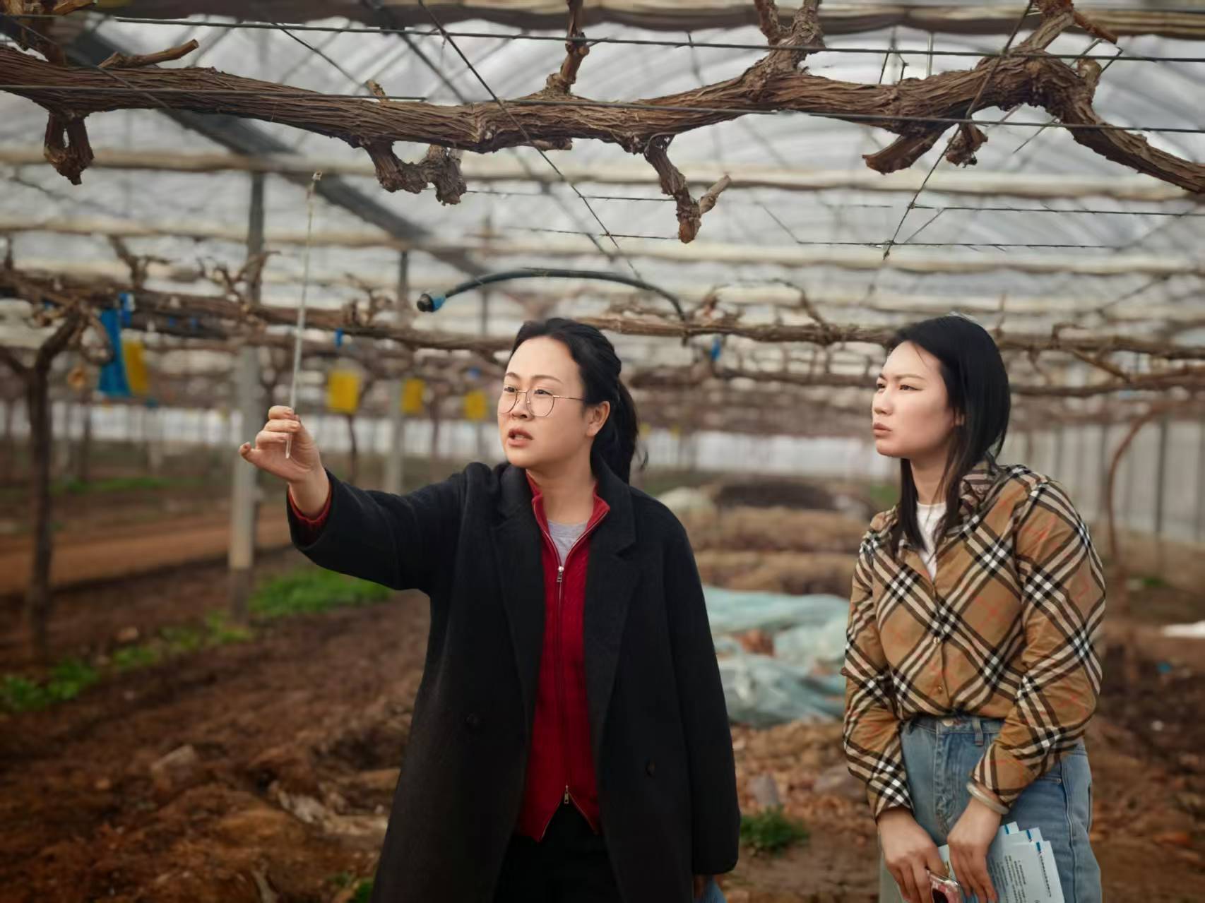 图二为饶阳县气象局农业气象人员查看智能连栋棚温湿度情况。王春暖 摄