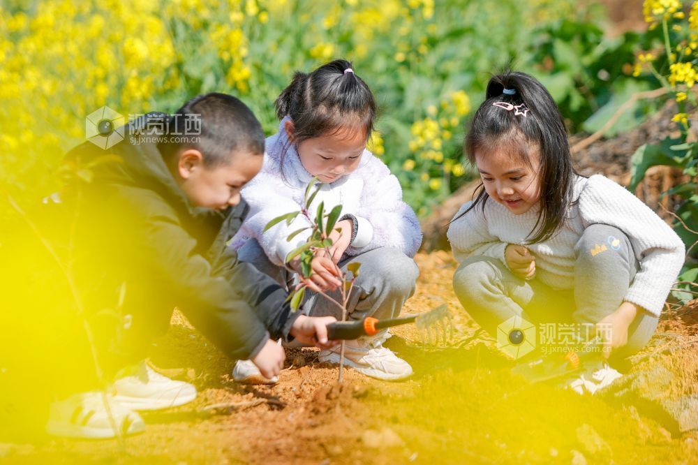 江西峡江：春来植树添新绿（图）