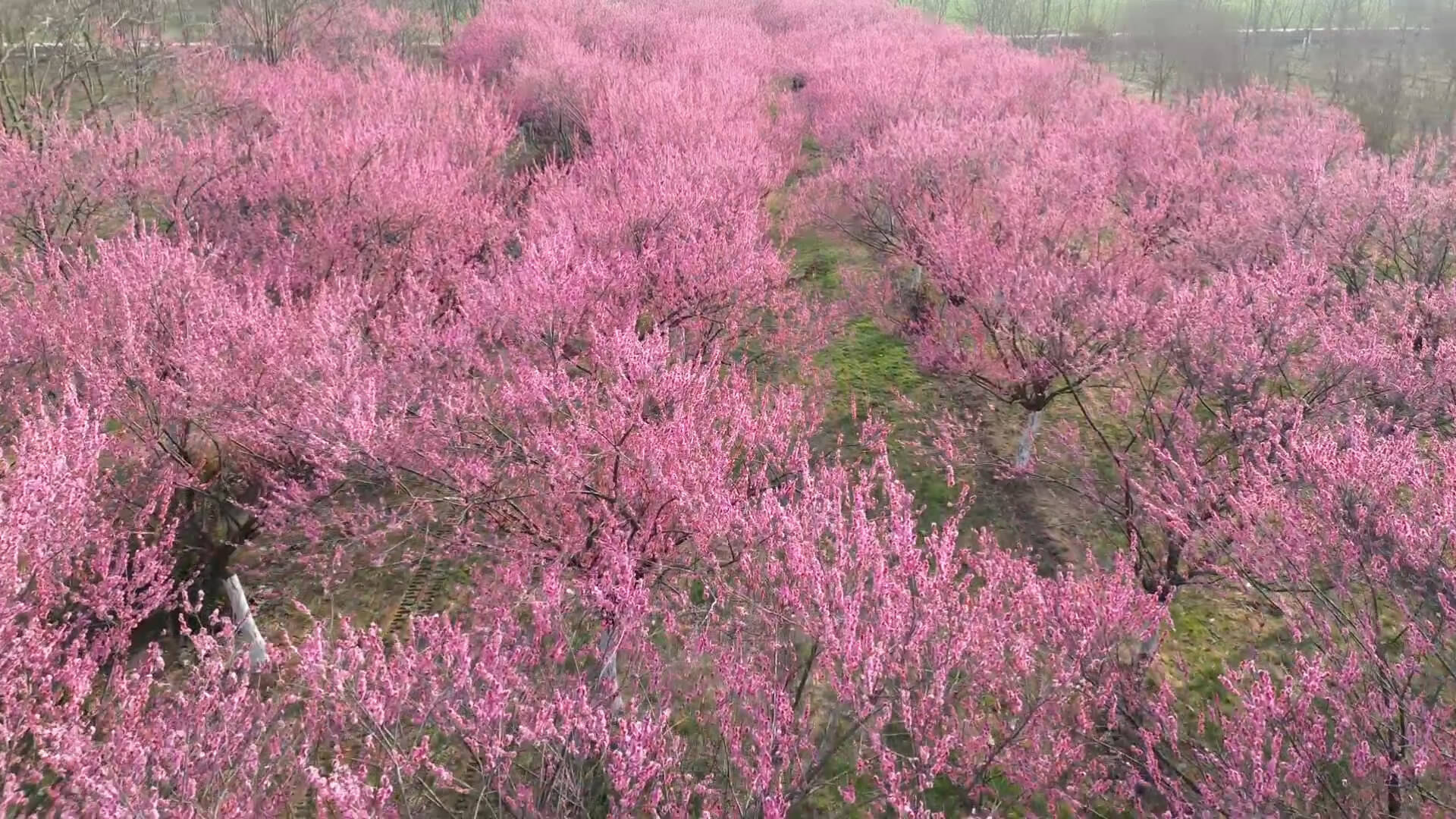 郯城千株红梅竞相盛放 繁花似锦 如云似霞