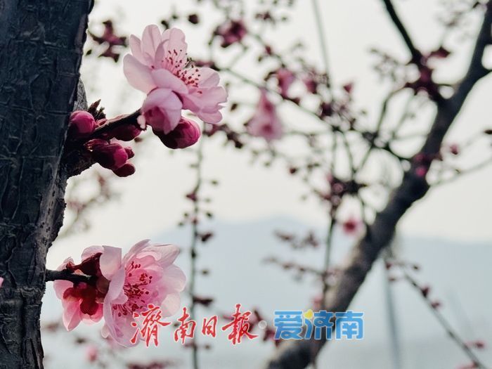 梅香满径扮靓经十路 济南千佛山站春意浓