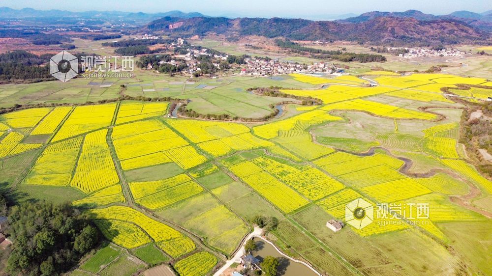江西金溪:人才下乡 绘就油菜丰产新图景(图)