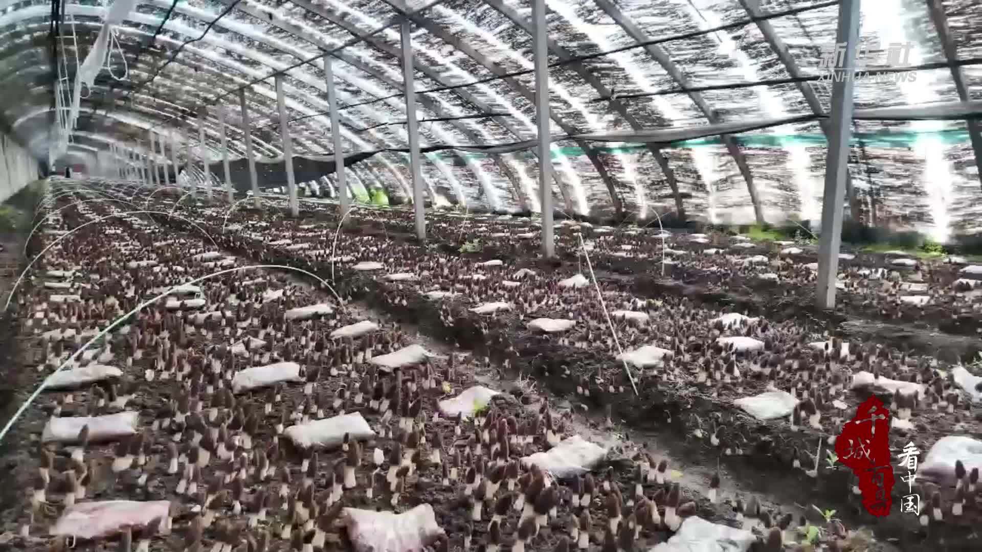 千城百县看中国｜山东兰山：羊肚菌规模化种植基地迎丰收