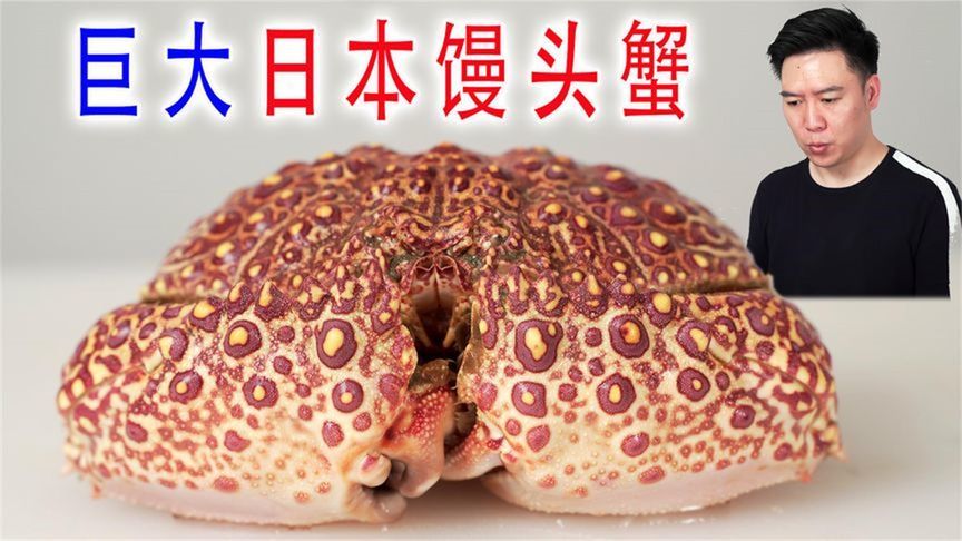 活的巨大日本馒头蟹，看似含有剧毒，却超级好吃