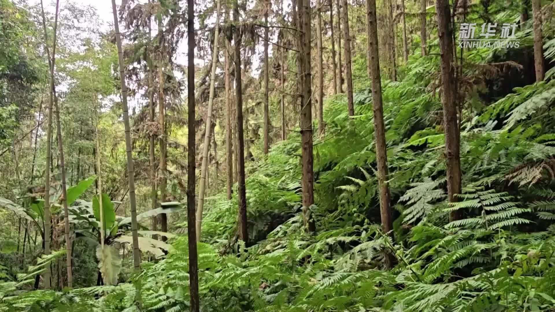 广西融安发现密集桫椤天然种群  曾是“恐龙口粮”