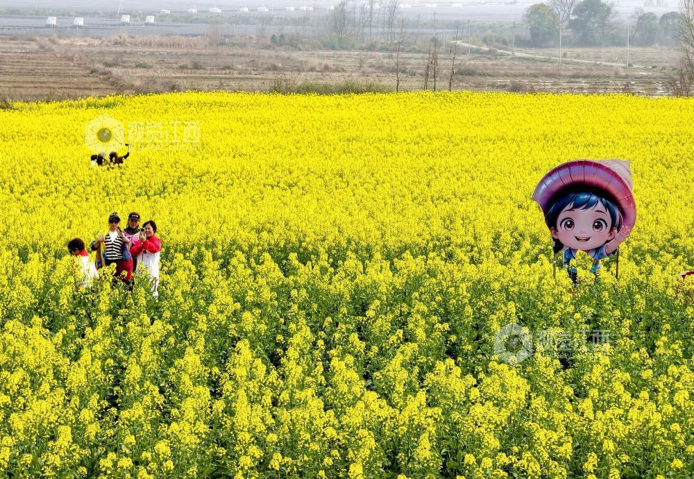 江西分宜：油菜花海赏春光（图）
