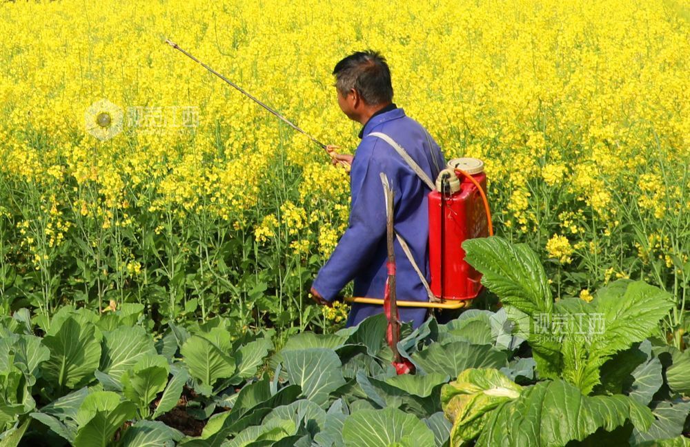 江西泰和：油菜春管忙（图）
