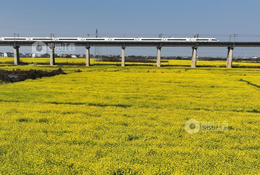 2026年3月12日,京港高铁杭昌段南昌东区间沿线油菜花竞相绽放,一列动车组从油菜花田边驶过。