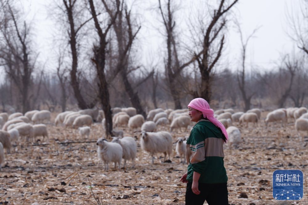 ↑3月7日,在甘肃省张掖市甘州区碱滩镇二坝村的借牧点,东宝的儿媳拉中在放牧。新华社记者 张龙 摄