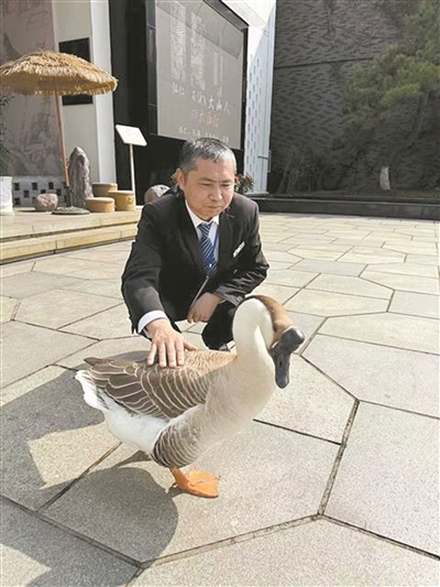 工作人员与鹅鹅耷温情互动
