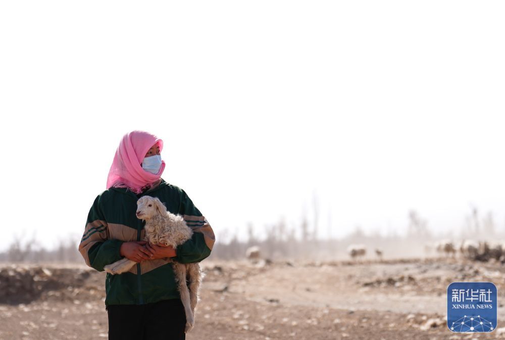 ↑3月7日,在甘肃省张掖市甘州区碱滩镇二坝村,东宝的儿媳拉中抱着一只刚出生的小羊羔走向车辆转运点。新华社记者 张龙 摄
