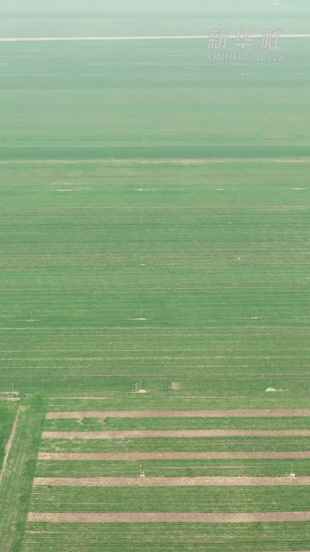 秀我中国｜去年晚播的小麦 今春咋样了？