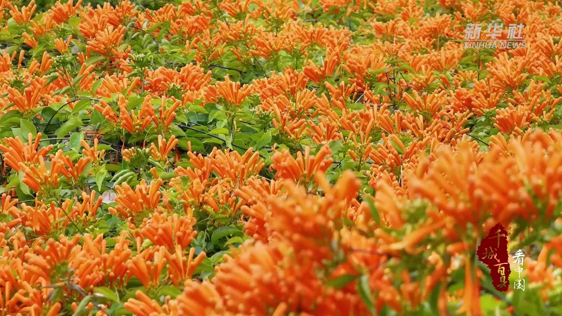 千城百县看中国丨福建尤溪：一城繁花 满眼春光