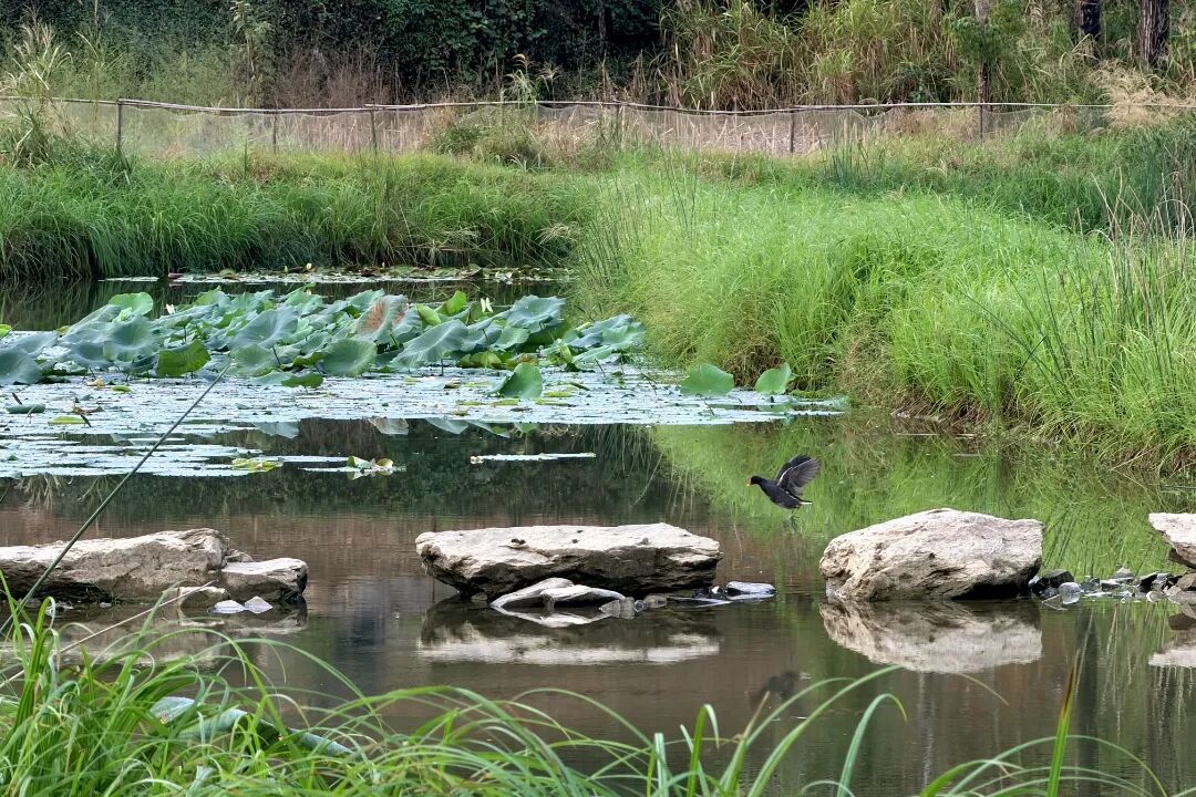 千岛湖小五都源湿地.jpg