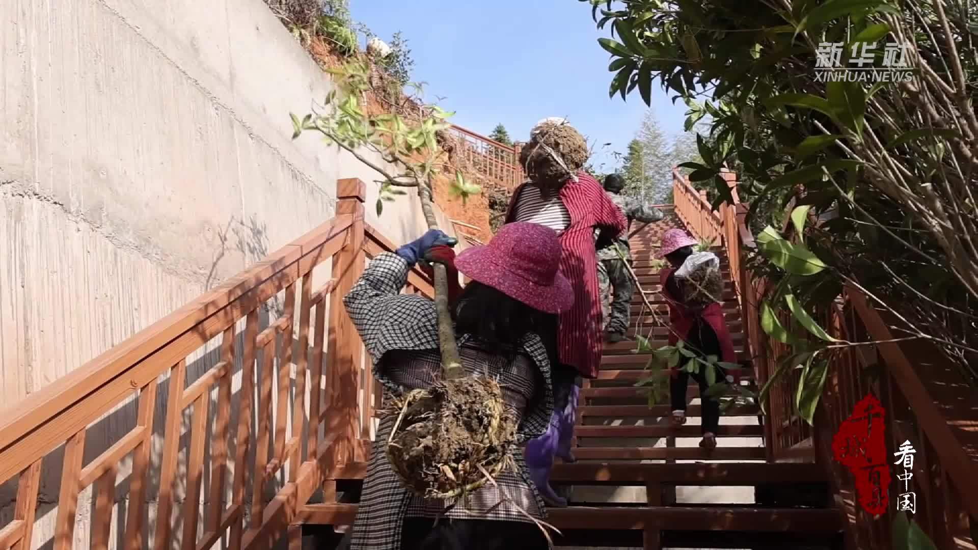 千城百县看中国｜福建宁化：植树护绿正当时