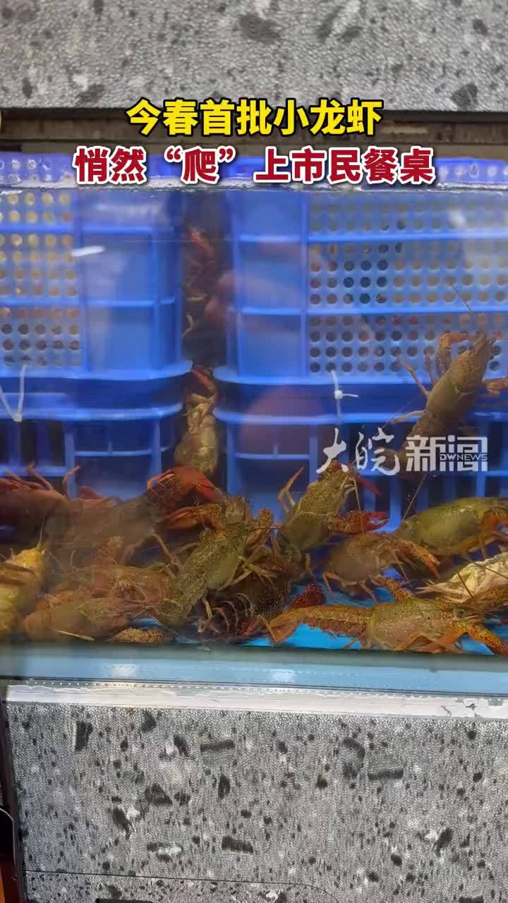 今春首批小龙虾悄然“爬”上市民餐桌 #小龙虾
