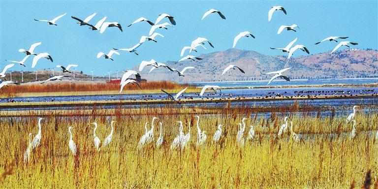 白鹭飞舞　李军