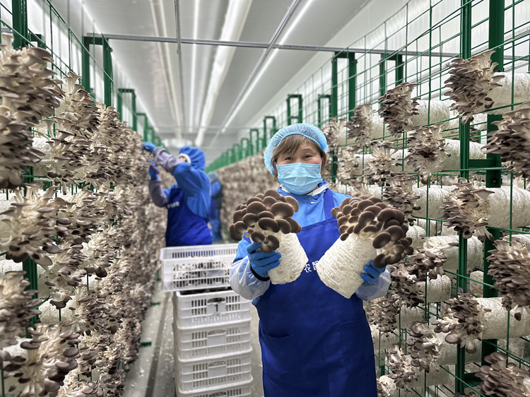 在中农智慧（香河）农业发展有限公司农业示范基地，工作人员采摘秀珍菇。（资料片）河北日报记者刘杰摄