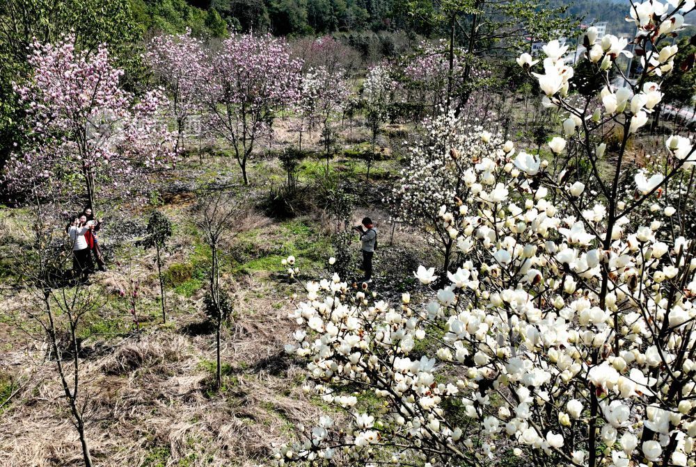 江西分宜：玉兰花开俏争春（图）