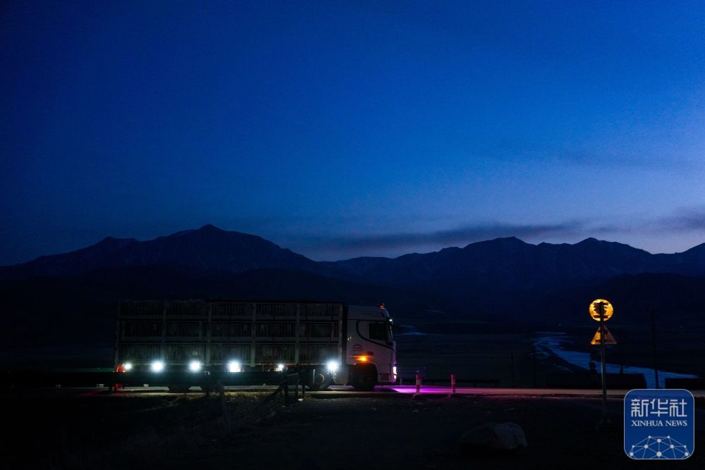 ↑3月7日,从借牧点转运羊群的车辆回到青海省海北藏族自治州祁连县阿柔乡草大板村。新华社记者 张龙 摄