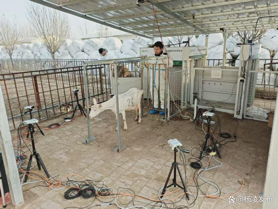西农大重大突破!萨能奶山羊有了精准“测量尺”凤凰网陕西_凤凰网