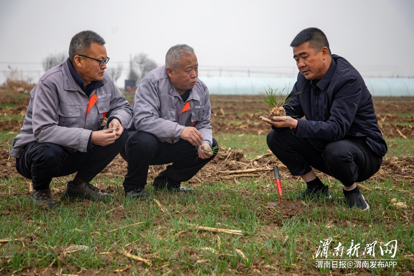 臨渭區官道鎮陽光利民小麥種植農民專業合作社地里，市種子站技術人員正在查看小麥苗青生長情況。