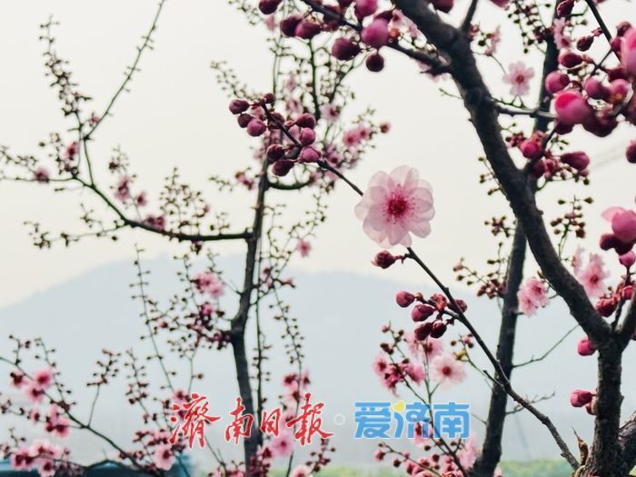 梅香满径扮靓经十路 济南千佛山站春意浓