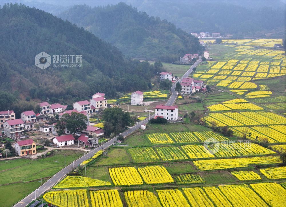 2026年3月6日,江西省吉安市泰和县水槎乡乐群村油菜种植基地,油菜花竞相绽放,与大山、农舍相映成景,壮美如画。