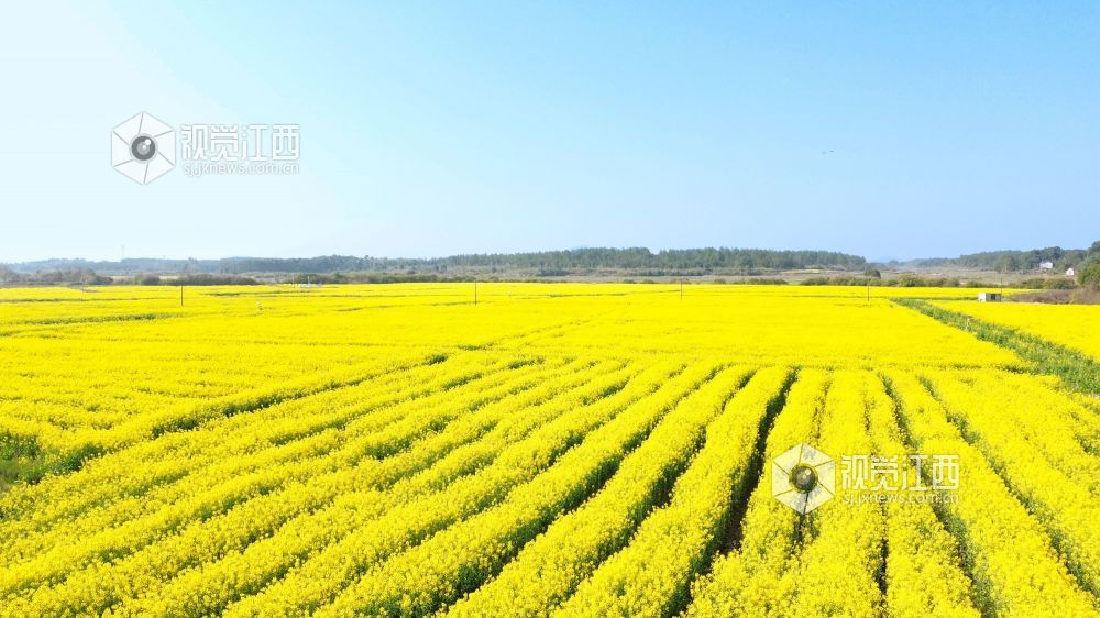 江西金溪:人才下乡 绘就油菜丰产新图景(图)