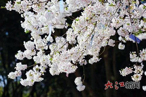 樱花 地点：凤凰沟