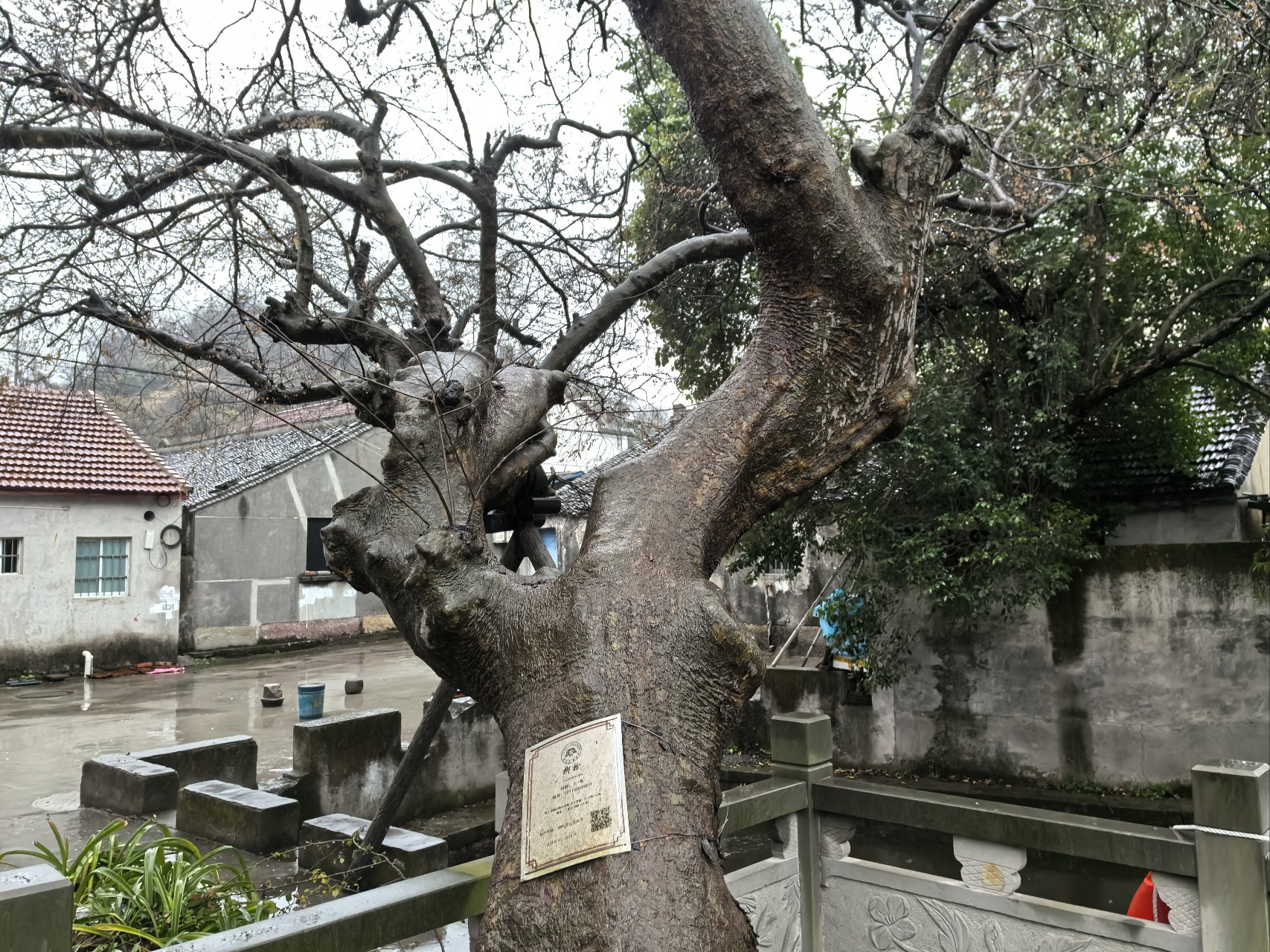 月令赋木魂 守护续千年——镇海十二“古树神”携复壮密码迎植树节